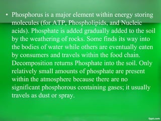 Daur karbon sulfur-fosfor