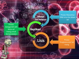 Proses Masuknya 
DNA virus ke dalam 
sel 
Proses 
mengambil alih 
kerja sel 
inang,untuk 
bereproduksi 
Proses 
Penghancuran Sel 
Inang 
 