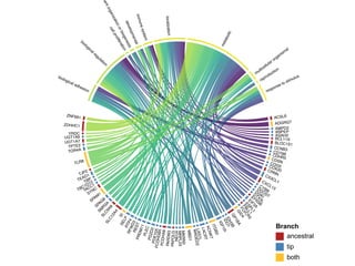 The genomics of why there are so many species of bats | PDF