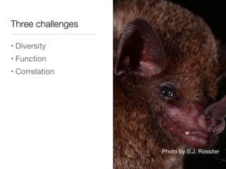 The genomics of why there are so many species of bats | PDF