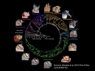 The genomics of why there are so many species of bats | PDF