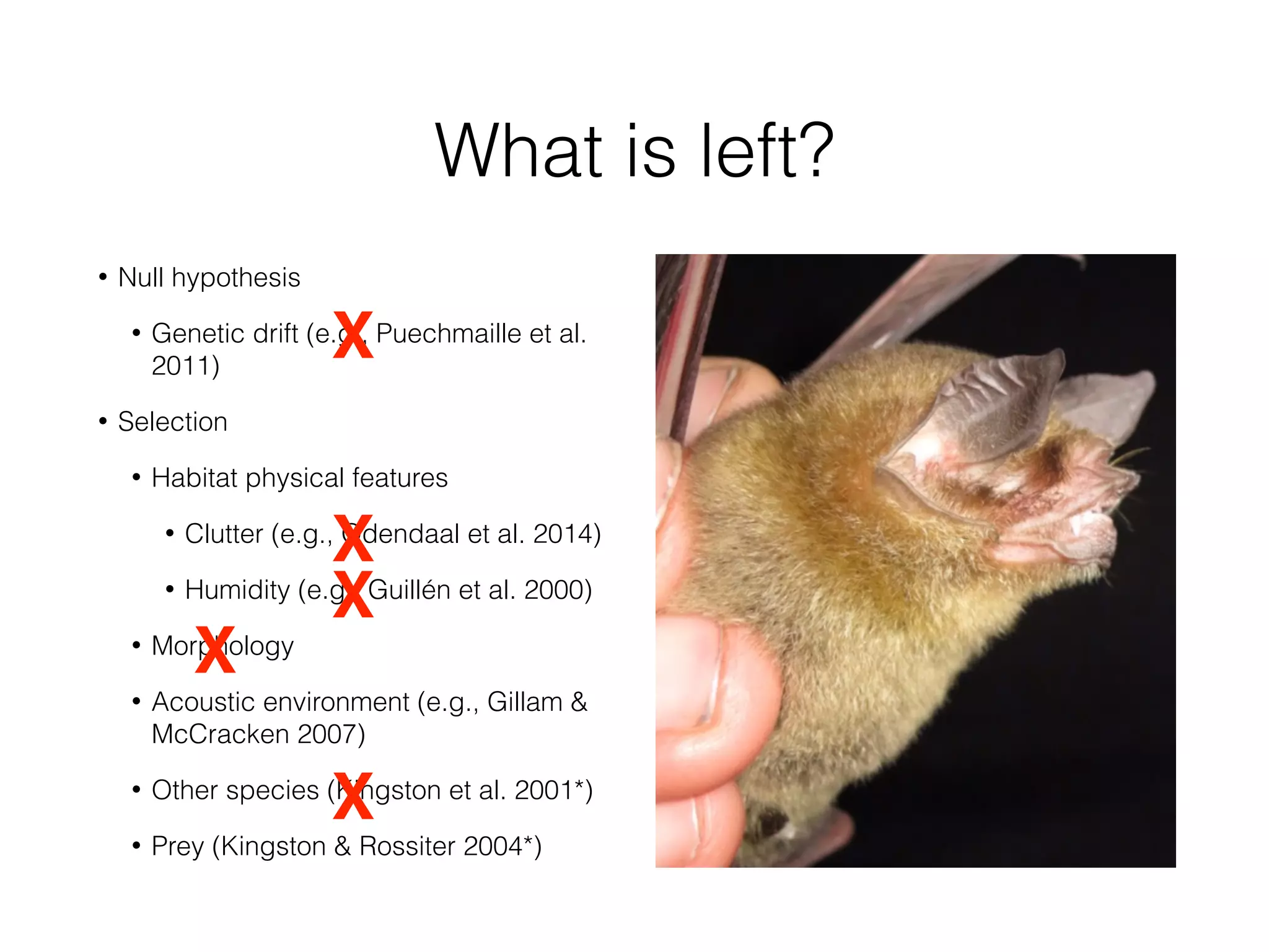 What is left?
• Null hypothesis
• Genetic drift (e.g., Puechmaille et al.
2011)
• Selection
• Habitat physical features
• Clutter (e.g., Odendaal et al. 2014)
• Humidity (e.g., Guillén et al. 2000)
• Morphology
• Acoustic environment (e.g., Gillam &
McCracken 2007)
• Other species (Kingston et al. 2001*)
• Prey (Kingston & Rossiter 2004*)
X
X
X
X
X