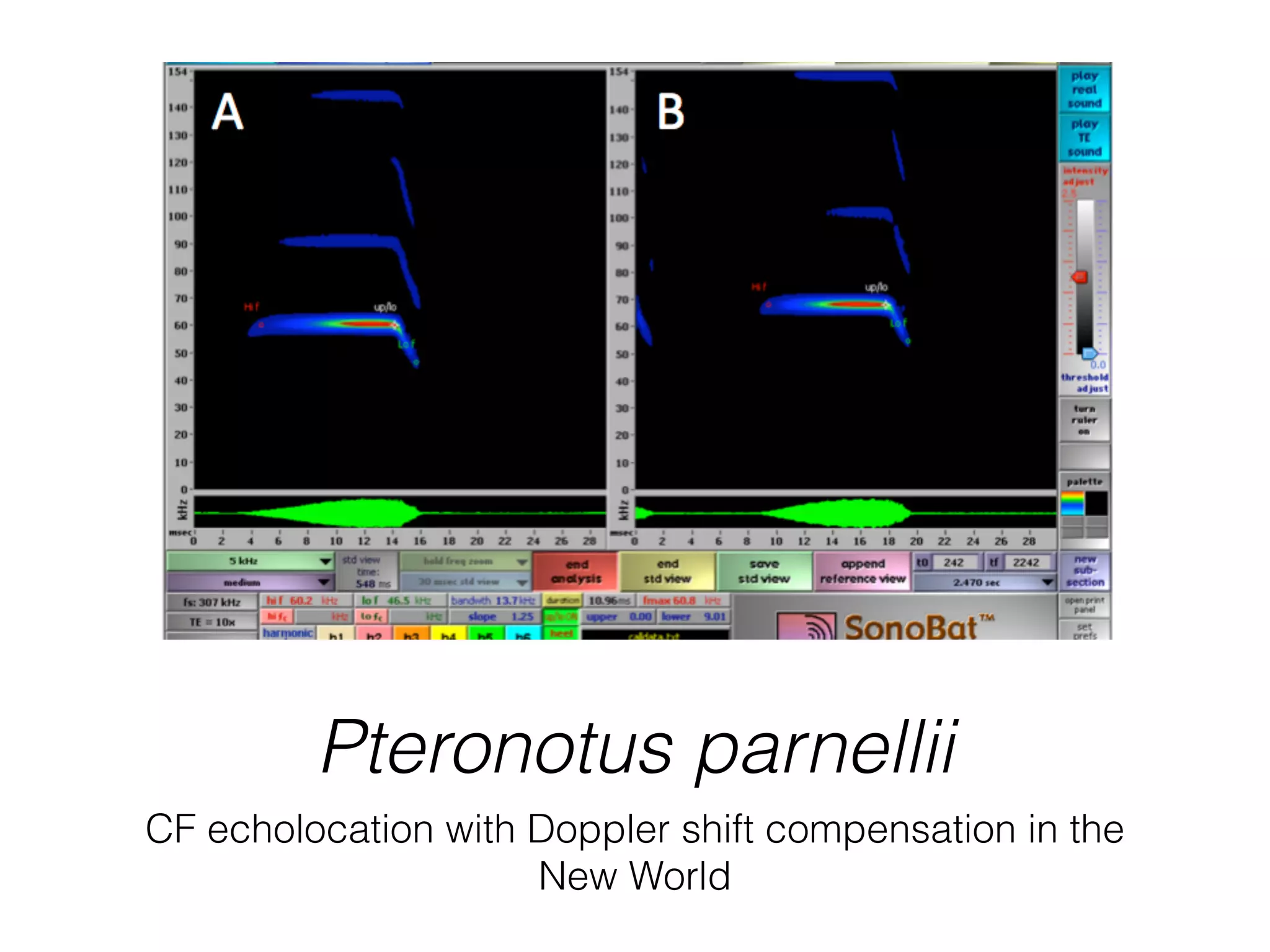 Pteronotus parnellii
CF echolocation with Doppler shift compensation in the
New World
