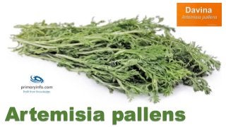 Artemisia pallens
 
