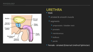 Anatomy & Physiology for URO based on Campbell's-Walsh Urology textbook ...
