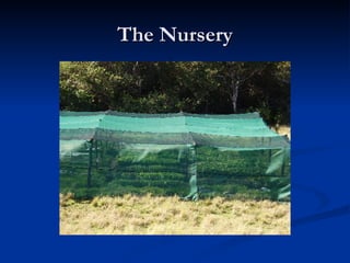 The Nursery 