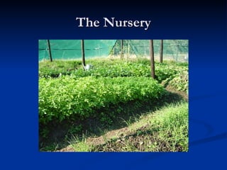 The Nursery 