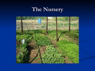 The Nursery 