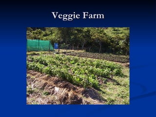 Veggie Farm 
