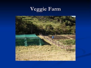 Veggie Farm 