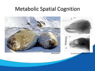 Metabolic Spatial Cognition

(REGINA EISERT)

(SUZAN MURRAY/NATIONAL ZOOLOGICAL PARK)

 