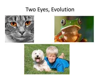 Two Eyes, Evolution

 