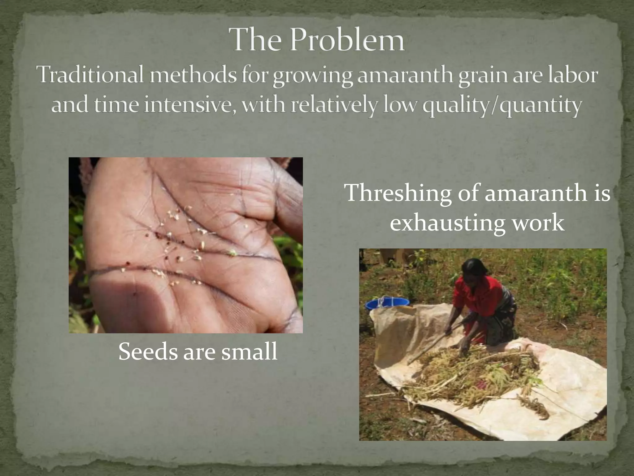 Threshing of amaranth is
                      exhausting work




Seeds are small
 