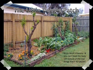 The Little Veggie Patch Beats Multi-Vitamins  & you can’t beat the taste nor texture of the real thing!  EASY TO GROW! 