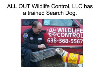 ALL OUT Wildlife Control, LLC has
     a trained Search Dog.
 