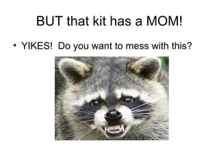 BUT that kit has a MOM!
• YIKES! Do you want to mess with this?
 