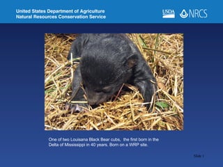 One of two Louisana Black Bear cubs,  the first born in the Delta of Mississippi in 40 years. Born on a WRP site. 