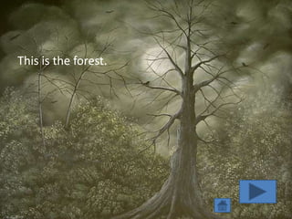 This is the forest.
 
