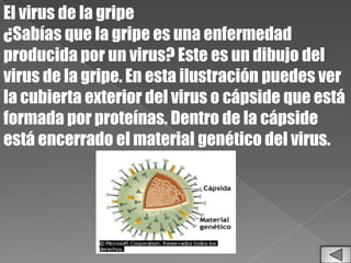 El virus de la gripe
¿Sabías que la gripe es una enfermedad
producida por un virus? Este es un dibujo del
virus de la gripe. En esta ilustración puedes ver
la cubierta exterior del virus o cápside que está
formada por proteínas. Dentro de la cápside
está encerrado el material genético del virus.
 