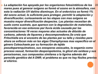    La adaptación fue apoyada por los organismos fotosintéticos de los 22/
    mares pues al generar oxígeno se formó el ozono en la atmosfera, con
    esto la radiación UV dañina disminuye. En el ordovícico se formó 1%
    del ozono actual, lo suficiente para proteger, permitir la adaptación y
    diversificación; curiosamente en las etapas con mas oxígeno se
    muestra mayor diversificación despecies. Las plantas necesitan de
    suelo como sustrato, que aparece con la degradación de materiales,
    favorecida en ese entonces por lluvia ácida causada por las
    concentraciones 18 veces mayores alas actuales de dióxido de
    carbono, además de líquenes y descomponedores.Se creía que
    Fritschiella era el ancestro de las plantas por su tallo y rizoides pero
    ahora se enfocan más en las algas Charophyceas mas específico en el
    género Coleochaete por su formación de tejido
    pseudoparenquimatoso, sus zoosporas asexuales, la oogamia como
    proceso sexual, formación desporopolenina, la glicol ato oxidasa y sus
    peroxisomas, sus compuestos similares a la lignina además del
    parecido genético del A DNR; el problema es que no hay fósiles previos
    al silúrico.
 
