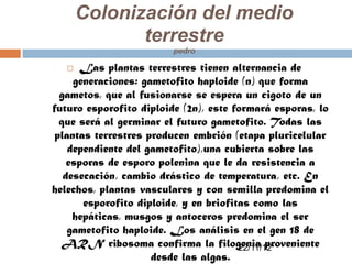 Colonización del medio
              terrestre
                         pedro

     Las plantas terrestres tienen alternancia de
     generaciones: gametofito haploide (n) que forma
  gametos, que al fusionarse se espera un cigoto de un
futuro esporofito diploide (2n), este formará esporas, lo
  que será al germinar el futuro gametofito. Todas las
 plantas terrestres producen embrión (etapa pluricelular
    dependiente del gametofito),una cubierta sobre las
    esporas de esporo polenina que le da resistencia a
   desecación, cambio drástico de temperatura, etc. En
helechos, plantas vasculares y con semilla predomina el
       esporofito diploide, y en briofitas como las
     hepáticas, musgos y antoceros predomina el ser
    gametofito haploide. Los análisis en el gen 18 de
  ARN ribosoma confirma la filogenia proveniente
                                        22/11/12
                     desde las algas.
 