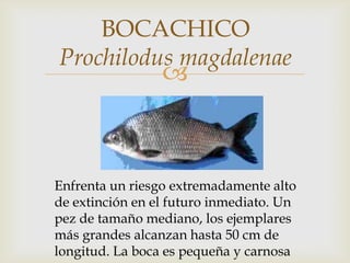 
BOCACHICO
Prochilodus magdalenae
Enfrenta un riesgo extremadamente alto
de extinción en el futuro inmediato. Un
pez de tamaño mediano, los ejemplares
más grandes alcanzan hasta 50 cm de
longitud. La boca es pequeña y carnosa
 