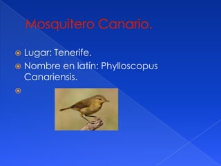 Lugar: Tenerife.
Nombre en latín: Phylloscopus
Canariensis.
