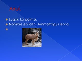 Lugar: La palma.
Nombre en latín: Ammotragus lervia.
