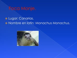 Lugar: Canarias.
Nombre en latín: Monachus Monachus.
