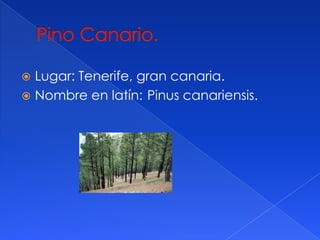 Lugar: Tenerife, gran canaria.
Nombre en latín: Pinus canariensis.
