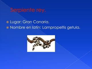 Lugar: Gran Canaria.
Nombre en latín: Lampropeltis getula.
