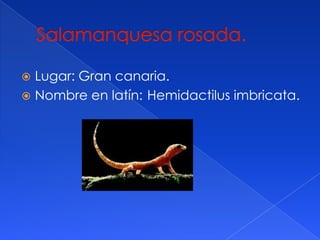 Lugar: Gran canaria.
Nombre en latín: Hemidactilus imbricata.
