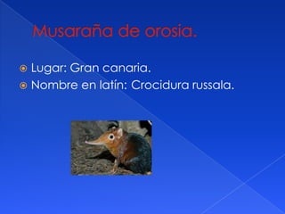 Lugar: Gran canaria.
Nombre en latín: Crocidura russala.
