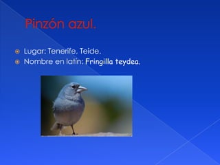 
Lugar: Tenerife, Teide.
Nombre en latín: Fringilla teydea.