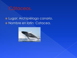 Lugar: Archipiélago canario.
Nombre en latín: Catacea.
