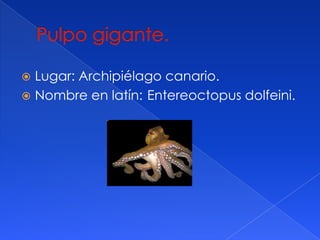 Lugar: Archipiélago canario.
 Nombre en latín: Entereoctopus dolfeini.


 