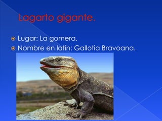 Lugar: La gomera.
Nombre en latín: Gallotia Bravoana.
