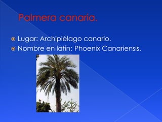 Lugar: Archipiélago canario.
Nombre en latín: Phoenix Canariensis.
