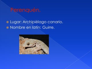 Lugar: Archipiélago canario.
Nombre en latín: Guirre.
