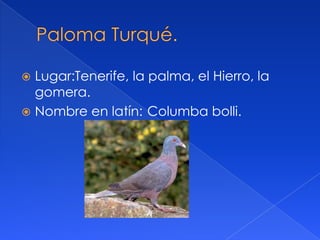Lugar:Tenerife, la palma, el Hierro, la
gomera.
Nombre en latín: Columba bolli.
