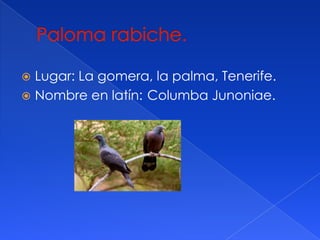 Lugar: La gomera, la palma, Tenerife.
Nombre en latín: Columba Junoniae.
