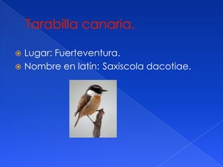 Lugar: Fuerteventura.
Nombre en latín: Saxiscola dacotiae.
