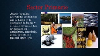 Sector Primario
Abarca aquellas
actividades económicas
que se basan en la
extracción de bienes y
recursos naturales. Los
principales son:
agricultura, ganadería,
pesca, explotación
forestal entre otros
 