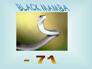 BLACK MAMBA - 71 