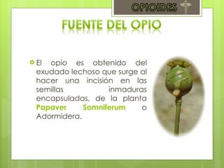 El opio es obtenido del exudado lechoso que surge al hacer una incisión en las semillas inmaduras encapsuladas, de la planta  Papaver Somniferum  o Adormidera. 