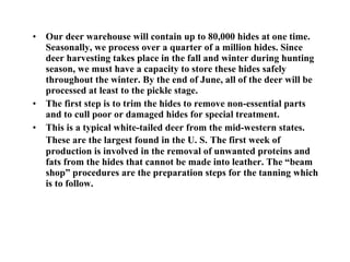 Our deer warehouse will contain up to 80,000 hides at one time. Seasonally, we process over a quarter of a million hides. Since deer harvesting takes place in the fall and winter during hunting season, we must have a capacity to store these hides safely throughout the winter. By the end of June, all of the deer will be processed at least to the pickle stage. The first step is to trim the hides to remove non-essential parts and to cull poor or damaged hides for special treatment. This is a typical white-tailed deer from the mid-western states. These are the largest found in the U. S.   The first week of production is involved in the removal of unwanted proteins and fats from the hides that cannot be made into leather. The “beam shop” procedures are the preparation steps for the tanning which is to follow. 