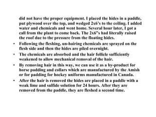 did   not have the proper equipment. I placed the hides in a paddle, put plywood over the top, and wedged 2x6’s to the ceiling. I added water and chemicals and went home. Several hour later, I got a call from the plant to come back. The 2x6”s had literally raised the roof due to the pressure from the floating hides. Following the fleshing, un-hairing chemicals are sprayed on the flesh side and then the hides are piled overnight. The chemicals are absorbed and the hair follicle sufficiently weakened to allow mechanical removal of the hair. By removing hair in this way, we can use it as a by-product for horse padding and collars which are manufactured by the Amish or for padding for hockey uniforms manufactured in Canada. After the hair is removed the hides are placed in a paddle with a weak lime and sulfide solution for 24 hours. After they are removed from the paddle, they are fleshed a second time. 