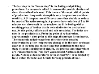 The last step in the “beam shop” is the bating and pickling procedure. An enzyme is added to remove the protein elastin and clean the residual hair scud. This is one of the most critical points of production. Enzymatic strength is very temperature and time sensitive. A 5 o  temperature difference can either double or reduce by one-half its active strength. A process time variation of 5 to 10 minutes can also result in too much or too little bating with a resulting piece of leather that is not suitable for its desired end use. At this point, sulfuric acid and salt are added. The hides are now in the pickled state. From the point of re-hydration, approximately 4 days prior to this step, the process is continuous. The chemicals added to perform their functions must be deactivated by pH or temperature change as in the bate, or rinsed clear as in the lime and sulfide stage but continued to the next stage without stopping until pickled. We process some deer which are transported to us from New Zealand and Australia in the pickle. As long as temperatures never exceed 90 o  F or is diluted by fresh water, the hides can be held for long periods of time. 