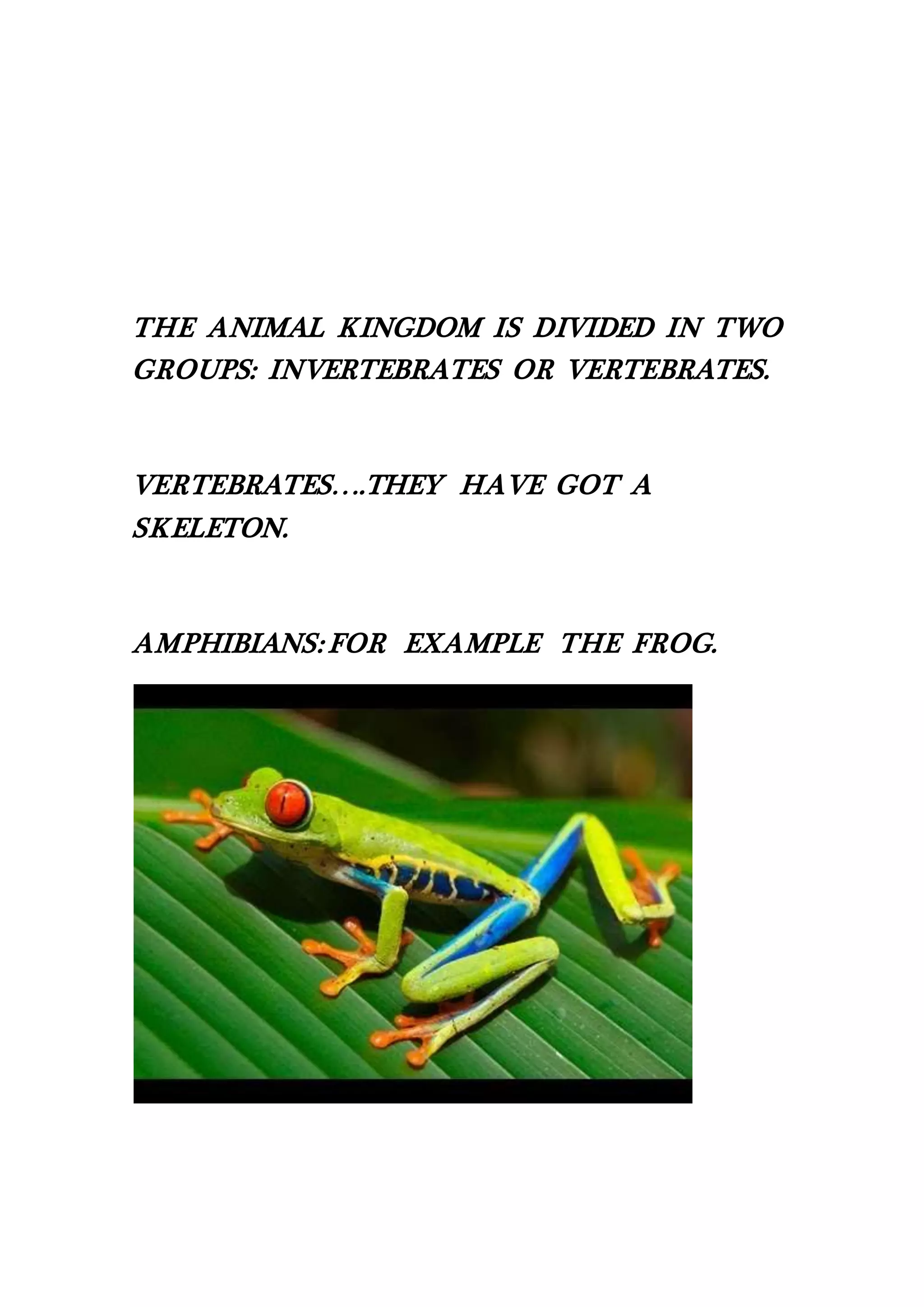 THE ANIMAL KINGDOM IS DIVIDED IN TWO
GROUPS: INVERTEBRATES OR VERTEBRATES.
VERTEBRATES….THEY HAVE GOT A
SKELETON.
AMPHIBIANS: FOR EXAMPLE THE FROG.