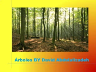 Árboles BY David Abdolalizadeh
 